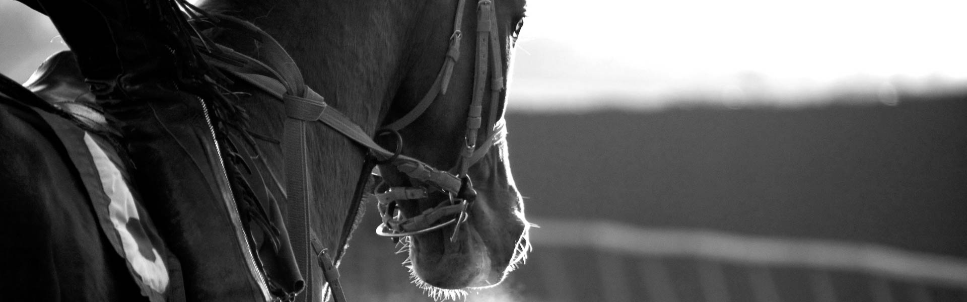 Horse Riding Cape Town Booking Confirmation