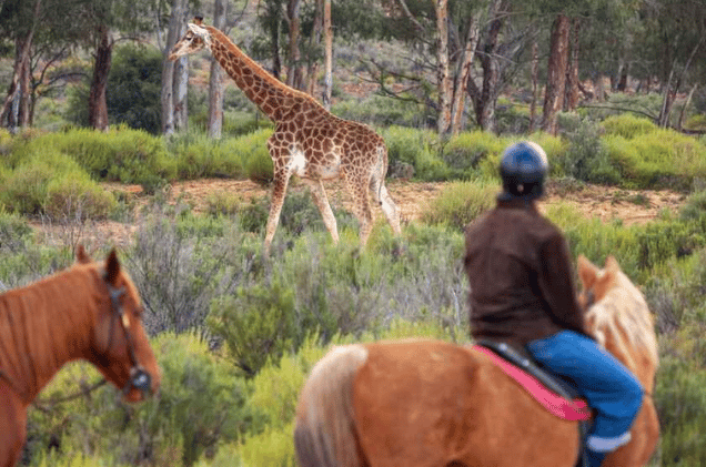 Big 5 Safari Outride