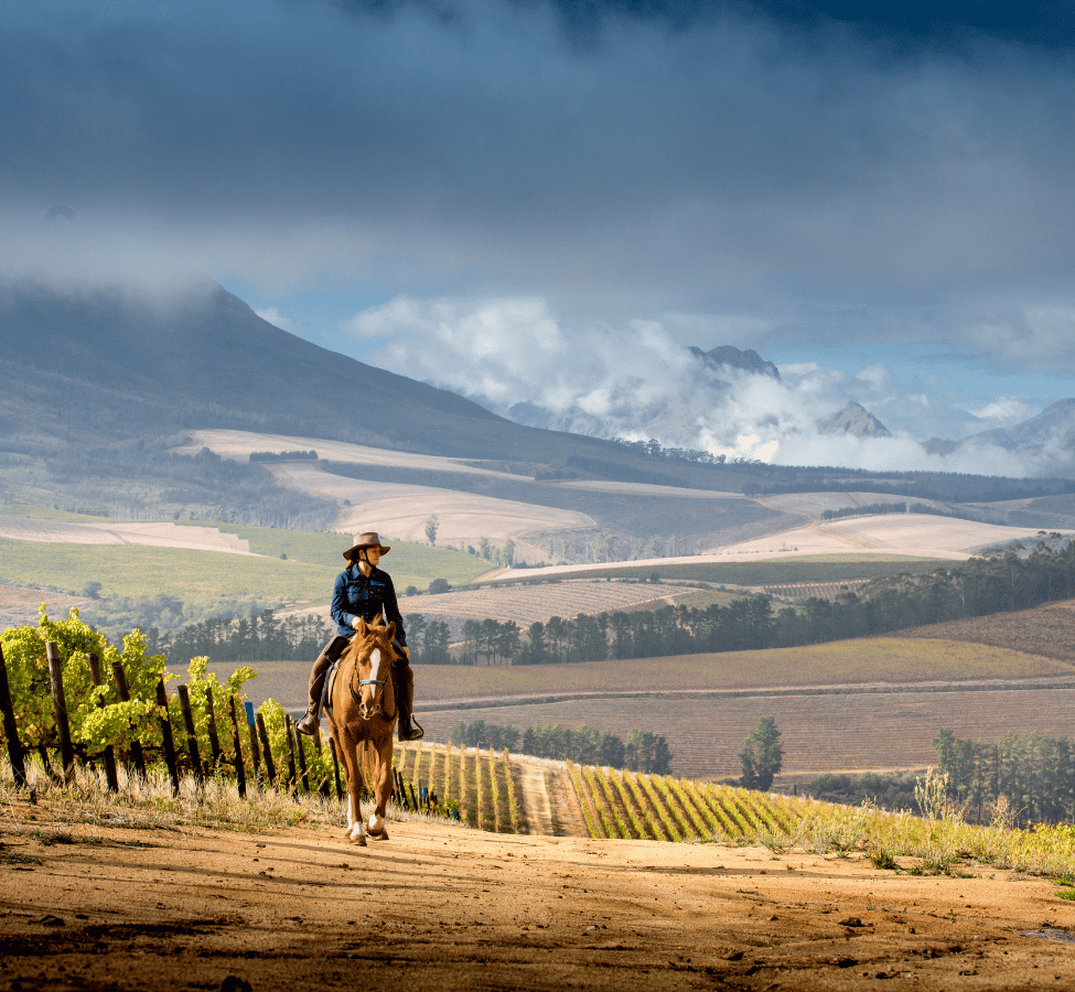 Winelands Wine Tasting